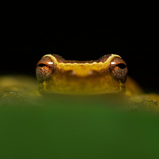 Close-up of a frog peeking out over a leaf, with its eyes prominently visible against a dark, blurred background. The frog's gaze is directed forward, and the image focuses sharply on the eyes, while the rest of the body merges with the leaf and shadow.